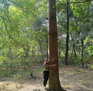 तपोवन वृक्षतोडीचा फटका सरकारला महापालिका निवडणुकीत बसण्याची शक्यता.